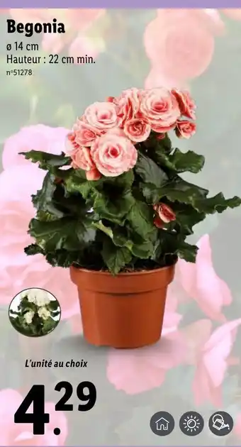 Lidl Begonia offre