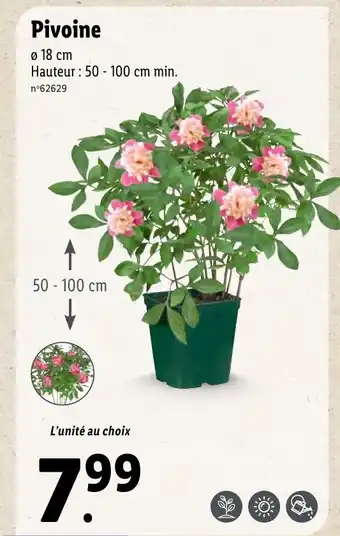 Lidl Pivoine offre