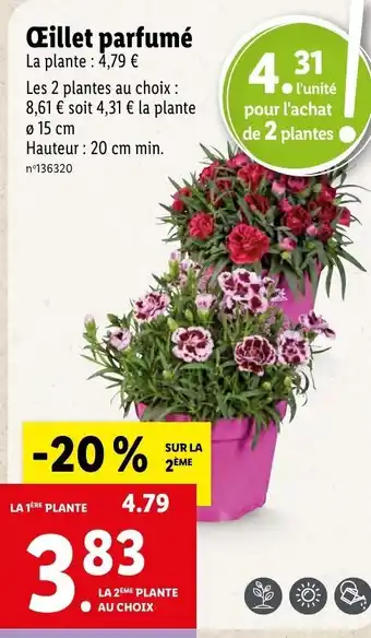 Lidl Œillet Parfumé offre