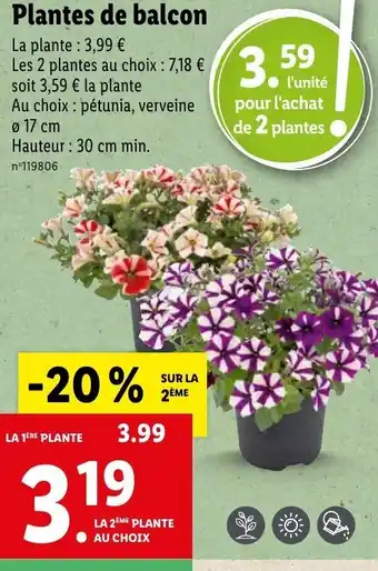 Lidl Plantes de Balcon offre