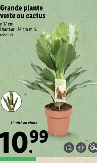 Lidl Grande Plante Verte ou Cactus offre