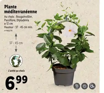 Lidl Plante Méditerranéenne offre