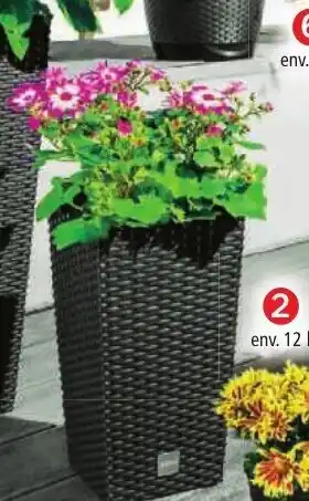 Norma Colonne à Plantes offre