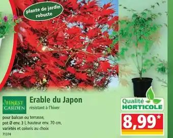 Norma Erable du Japon offre