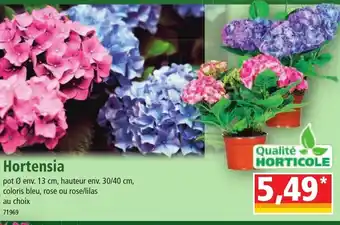 Norma Hortensia offre