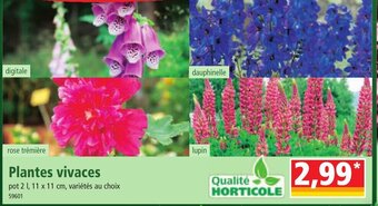 Norma Plantes Vivaces offre