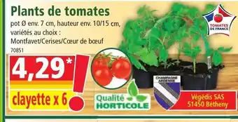 Norma Plants de Tomates offre