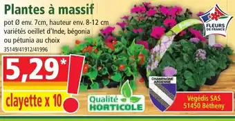 Norma Plantes à Massif offre