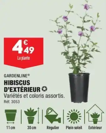 ALDI Hibiscus D'Extérieur offre