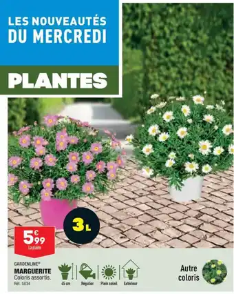 ALDI Marguerite offre