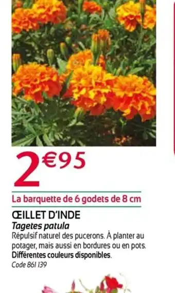 Oeillet d'inde