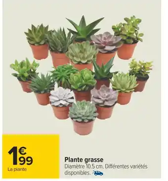 Carrefour Plante grasse offre