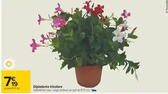 Carrefour Dipladenia tricolore offre