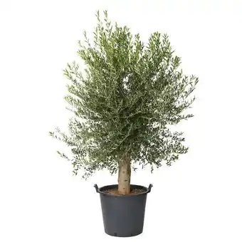 Carrefour Olivier offre