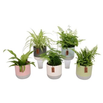 Carrefour Plante verte offre