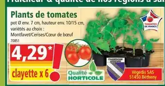 Norma Plantes de tomates offre