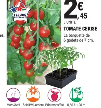 Tomate Cerise