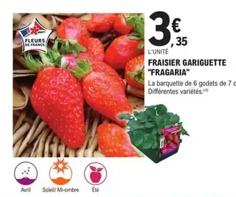 Fraisier Gariguette Fragaria