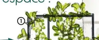 Truffaut Plantes grimpantes offre