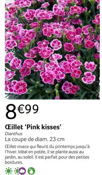 Œillet pink kisses