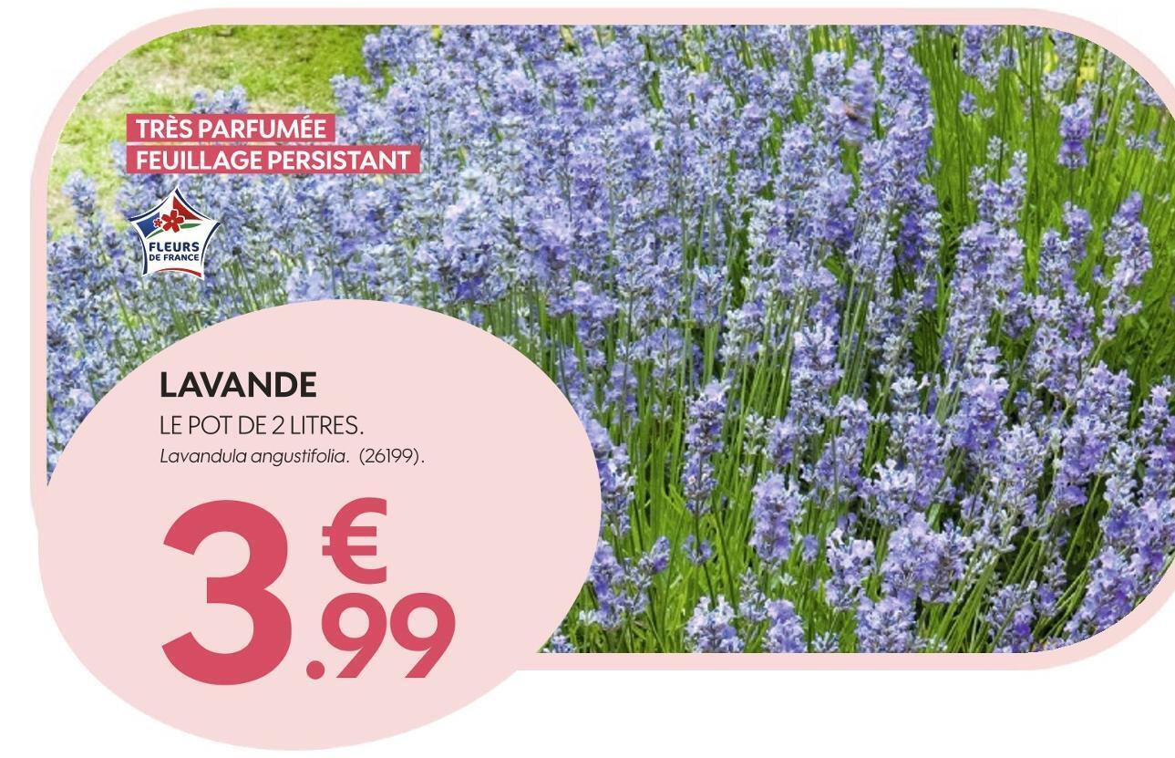 Promo Lavande chez Truffaut