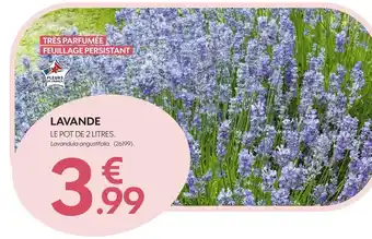 Truffaut Lavande offre