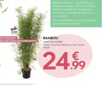 Truffaut Bambou offre