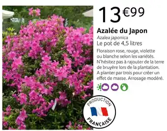 Azalée du japon