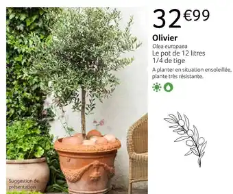 Olivier