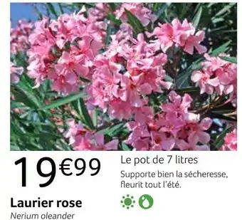 Laurier rose