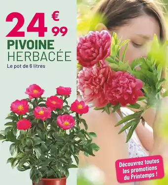 Villaverde pivoine herbacée