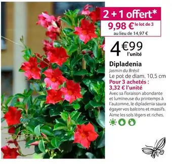 VillaVerde Dipladenia offre