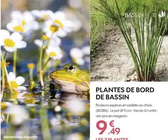 Truffaut Plantes de bord de bassin offre