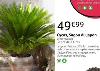 Cycas, sagou du japon