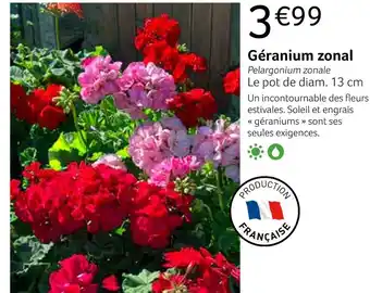 Géranium zonal
