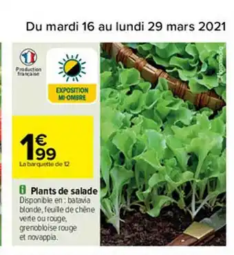 Carrefour Plants De Salade offre
