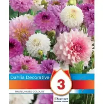 Magellan 3 bulbes dahlias couleurs pastels offre