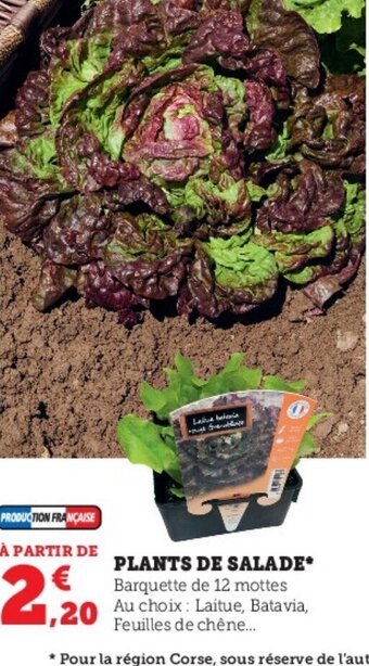 Hyper U Plants de salade offre
