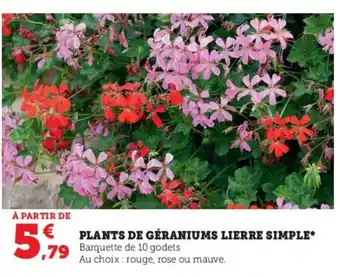 Hyper U Plants de geraniums lierre simple offre