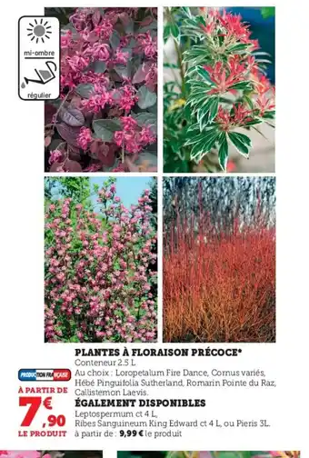 Hyper U Plantes a floraison precoce offre