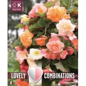 Magellan Bégonias cascades en mélange pastel offre