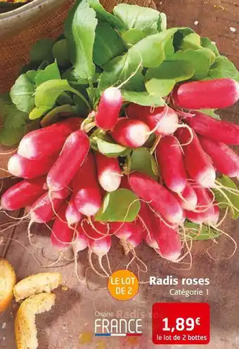 Radis roses