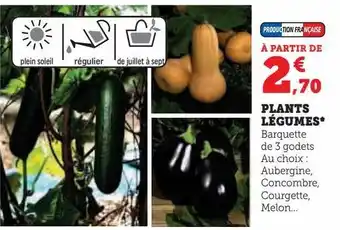 Super U Plants légumes offre