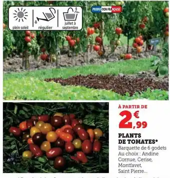 Super U Plants de tomates offre
