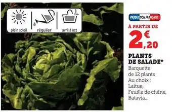 Super U Plants de salade offre