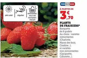 Super U Plants de fraisiers* offre