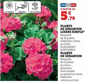 Super U Plants de géranium lierre simple, plants de géranium offre