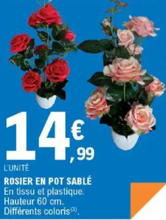 E.Leclerc Rosier En Pot Sablé offre