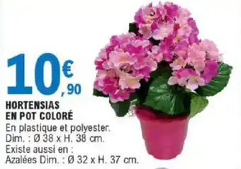 E.Leclerc Hortensias En Pot Coloré offre