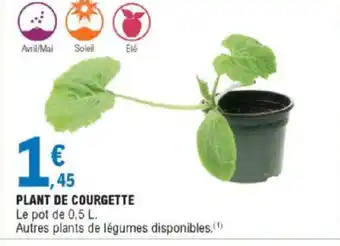 E.Leclerc Plant De Courgette offre